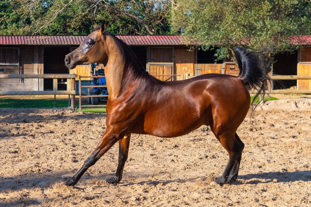 Les plus beaux chevaux du monde